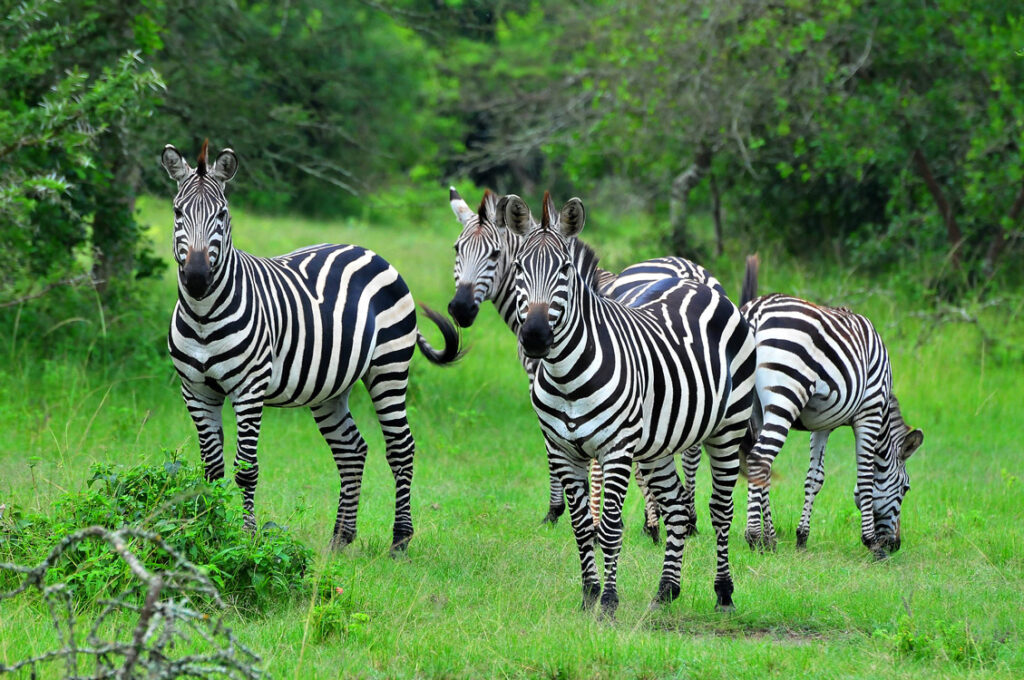 zebras in lake mburo