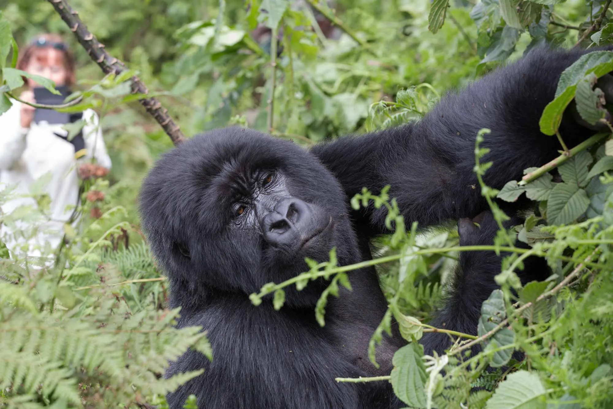 Uganda seeing gorillas