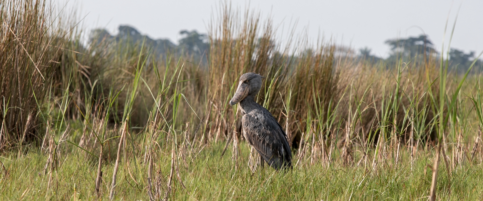Bird Watching Safaris