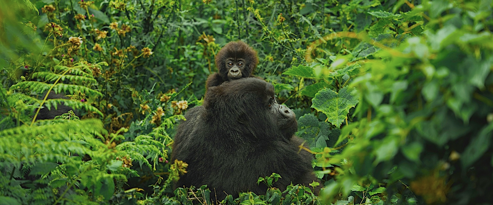 Uganda, gorilla trekking takes place in the misty forests of Bwindi Impenetrable National Park and Mgahinga Gorilla National Park
