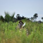 10 Must-Know Travel Tips for First Time Visitors to Uganda and Rwanda