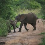 A Comparison Between Murchison Falls and Akagera National Park: These are two amazing wildlife locations in East Africa