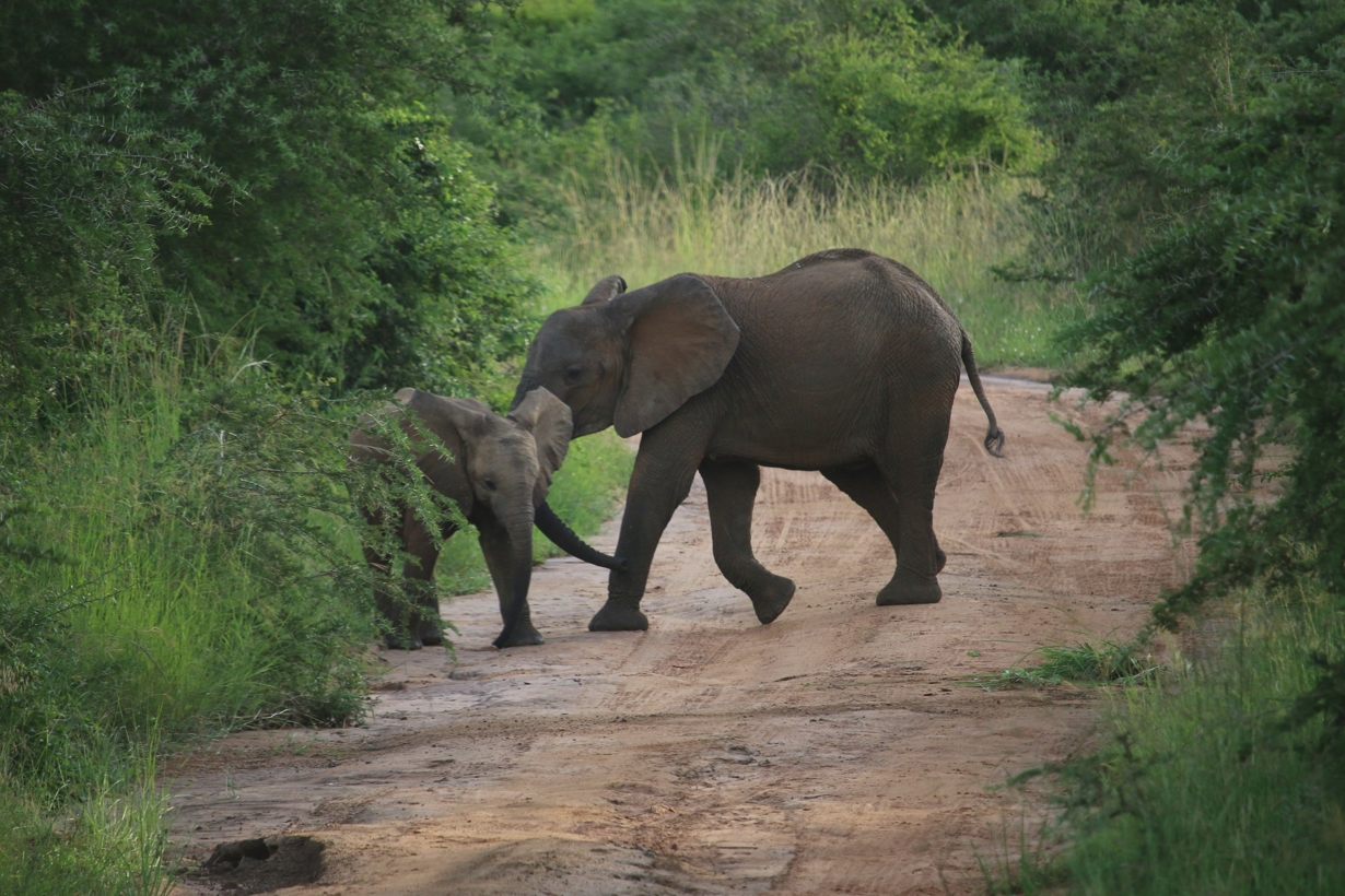 A Comparison Between Murchison Falls and Akagera National Park: These are two amazing wildlife locations in East Africa