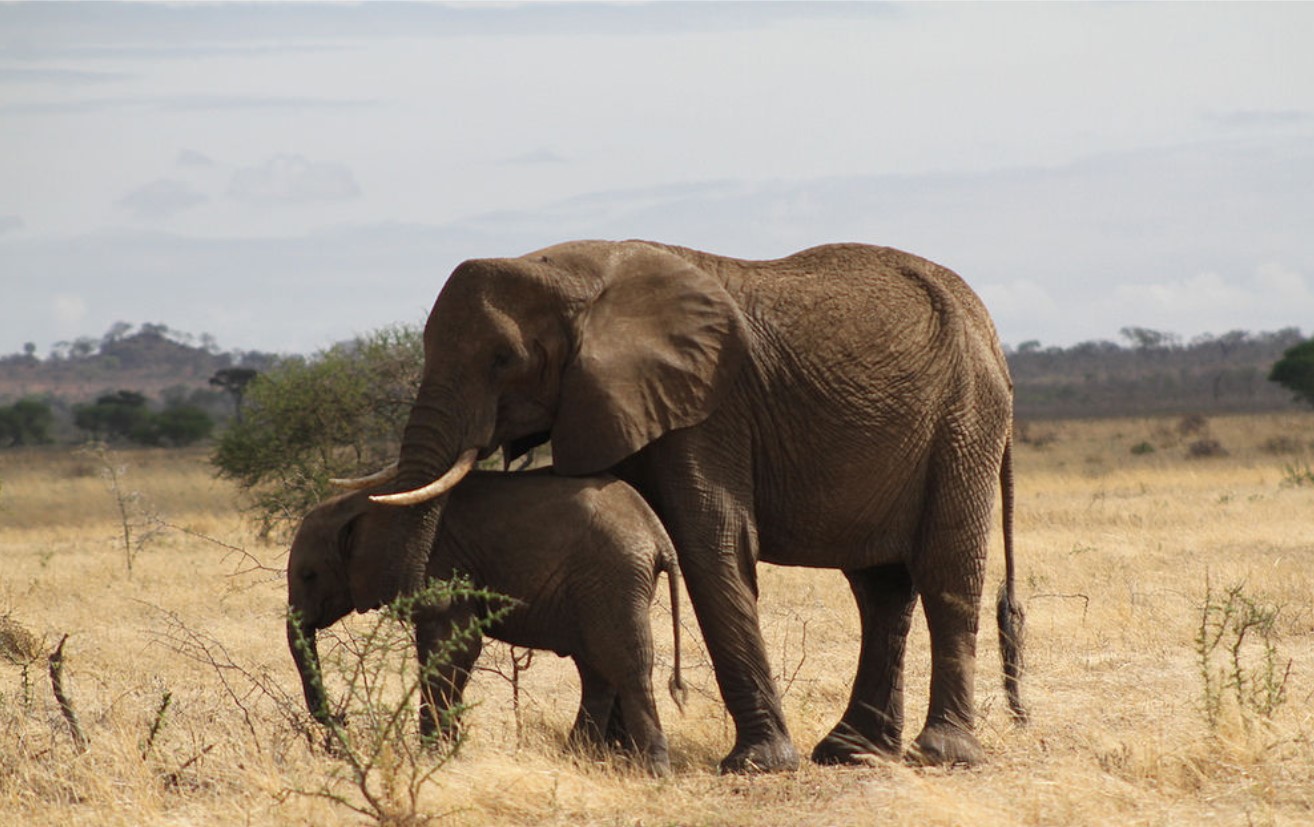 Safe Ways to See Elephants in Their Natural Habitat: The majestic elephants are the largest living land mammals that are categorised