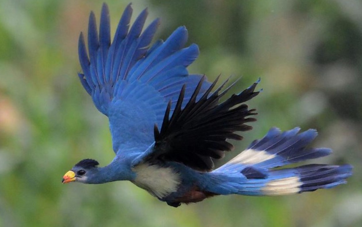 Forest Birding in Bwindi Impenetrable National Park: A top location in Africa for bird watching, attracting bird lovers and experts