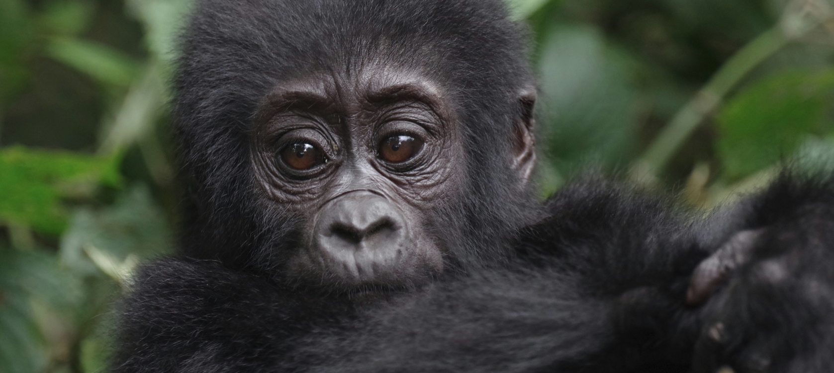 10 Day Best of Uganda's Primates & Wildlife Safari