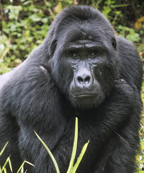15-Day Gorilla Chimpanzee Culture and Wildlife Tour