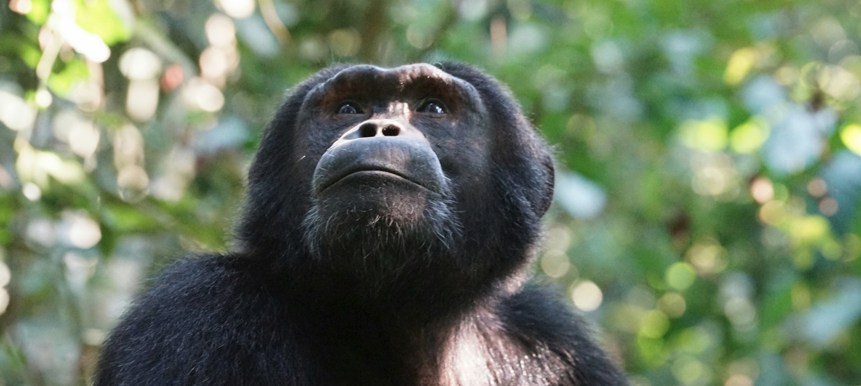 15-Day Gorilla Chimpanzee Culture and Wildlife Tour