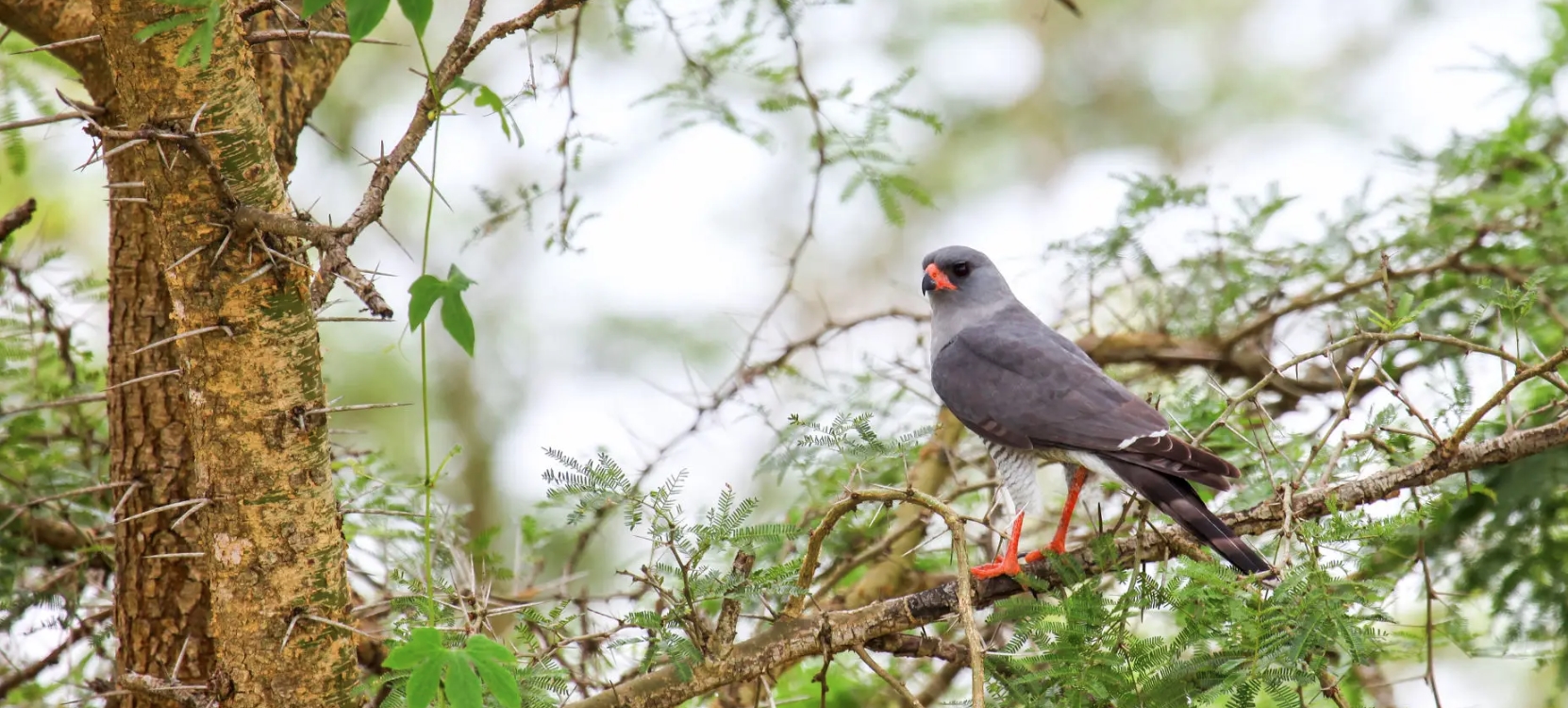 16 Day Uganda Birding Tour
