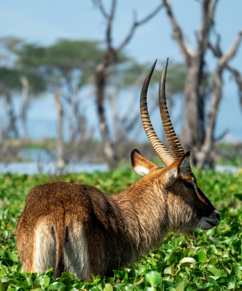 18-Day Total Uganda Adventure Experience