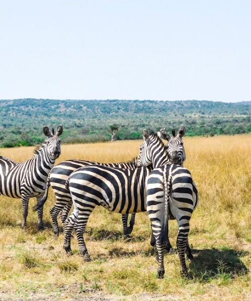 3-Day Akagera National park Wildlife Safari