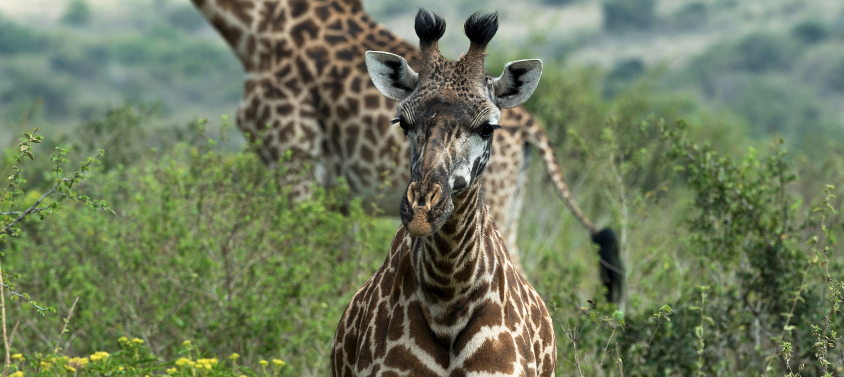3-Day Akagera National park Wildlife Safari