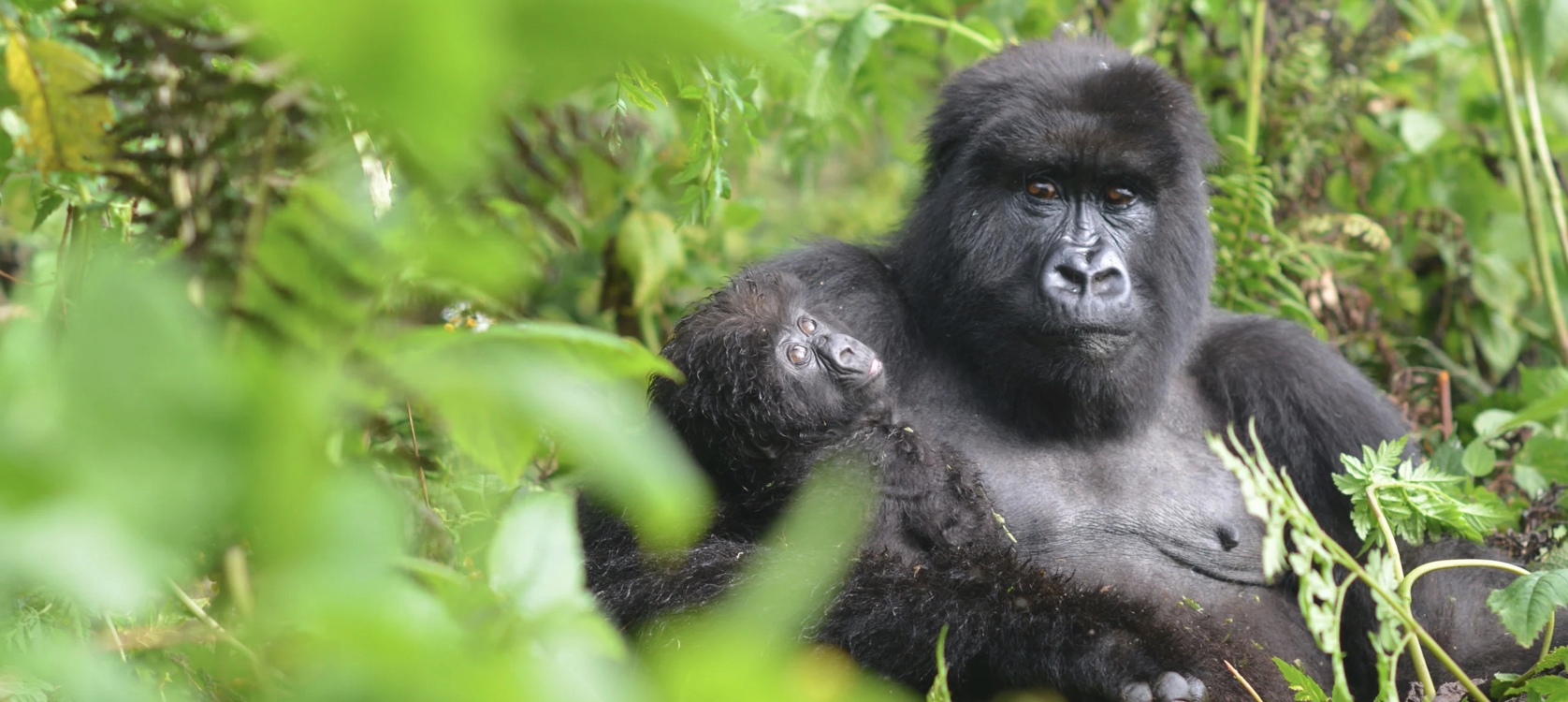 3-Day Fly in Uganda Gorilla Tracking Safari