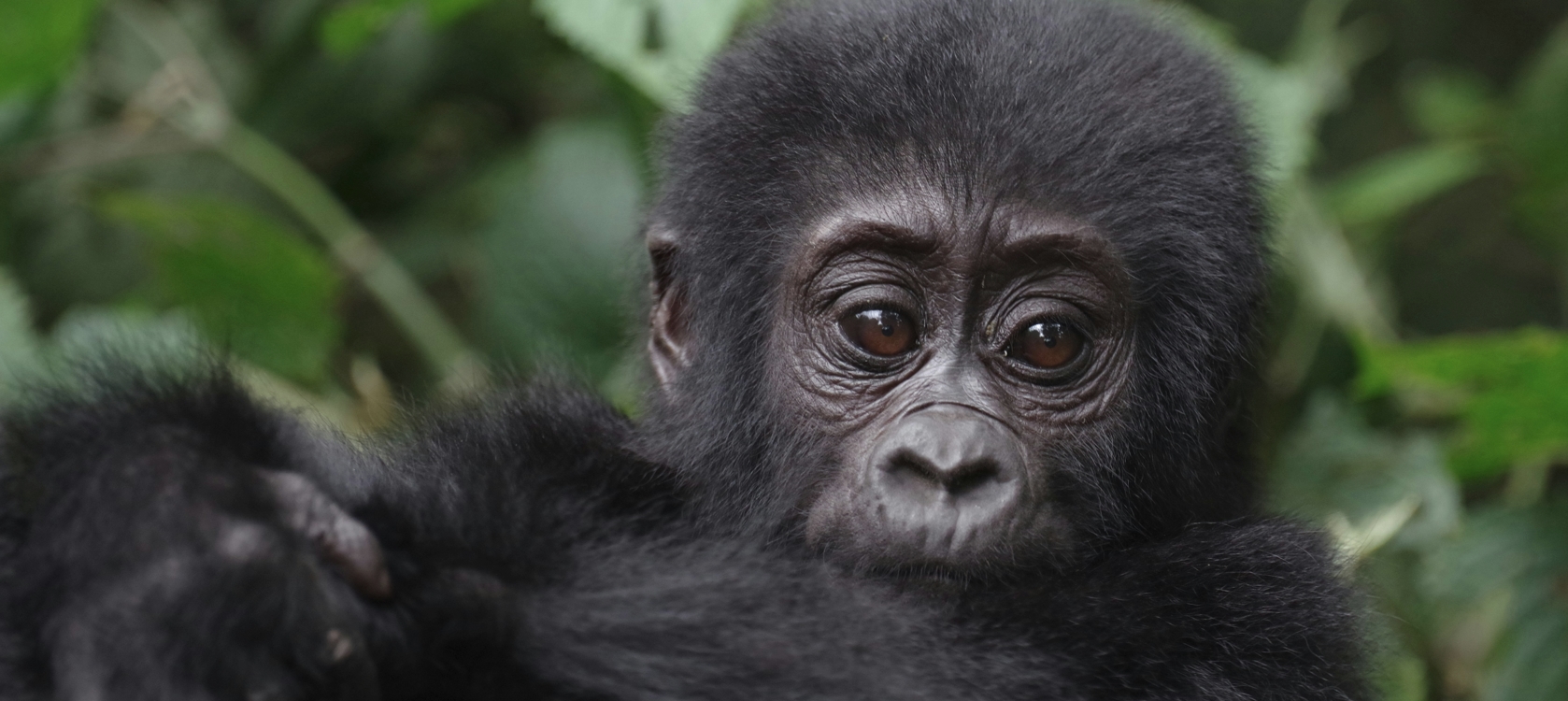 3-Day Rwanda Mountain Gorillas and Golden Monkeys safari