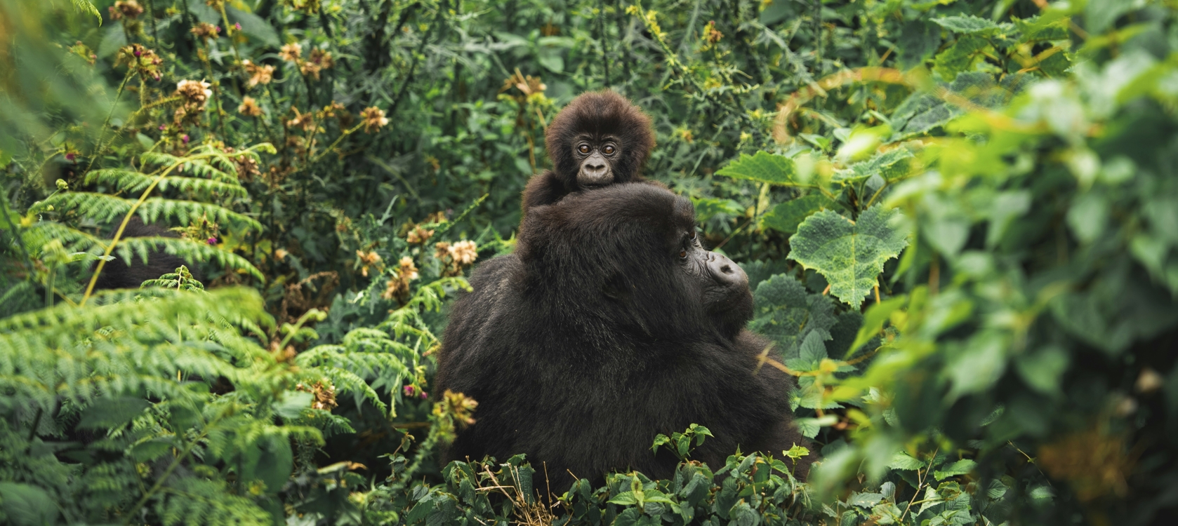 4-Day Mountain Gorilla Tracking & Lake Bunyonyi