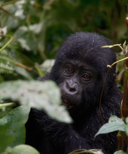 5-Day Exclusively Gorilla and Chimpanzee Tracking Safari