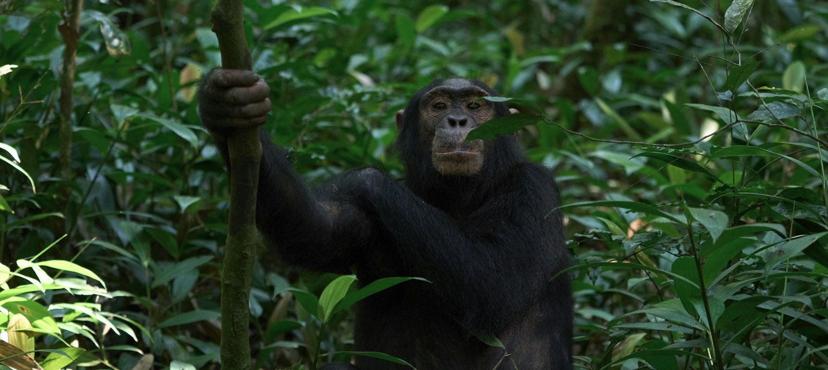 5-Day Exclusively Gorilla and Chimpanzee Tracking Safari