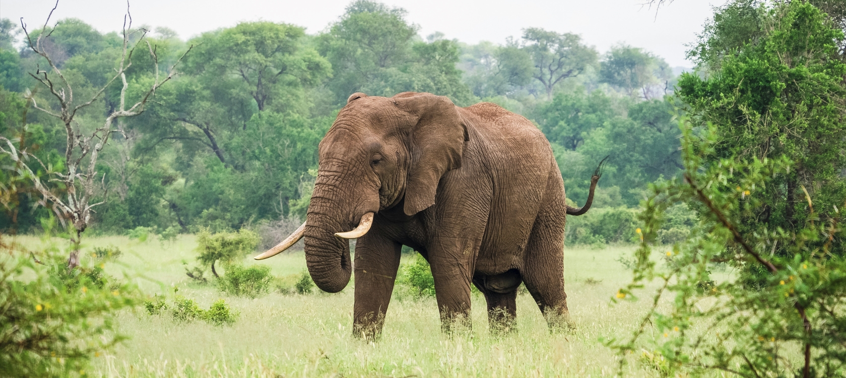 Affordable Gorilla, Chimpanzee & Wildlife Encounters