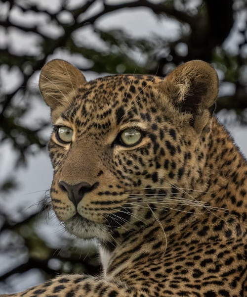 5-Day Gorilla Chimpanzee & Wildlife Budget Safari