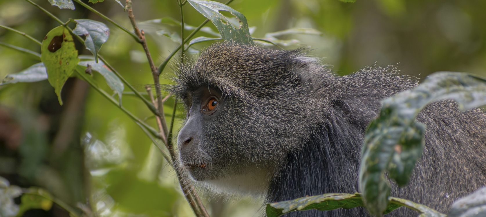 5 Day Rwanda Gorillas Golden monkey & Lake Kivu safari
