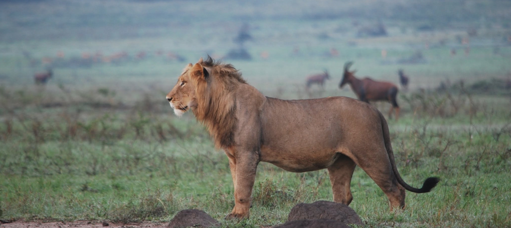 7-Day Customizable Gorilla, Chimpanzee & Wildlife Safari