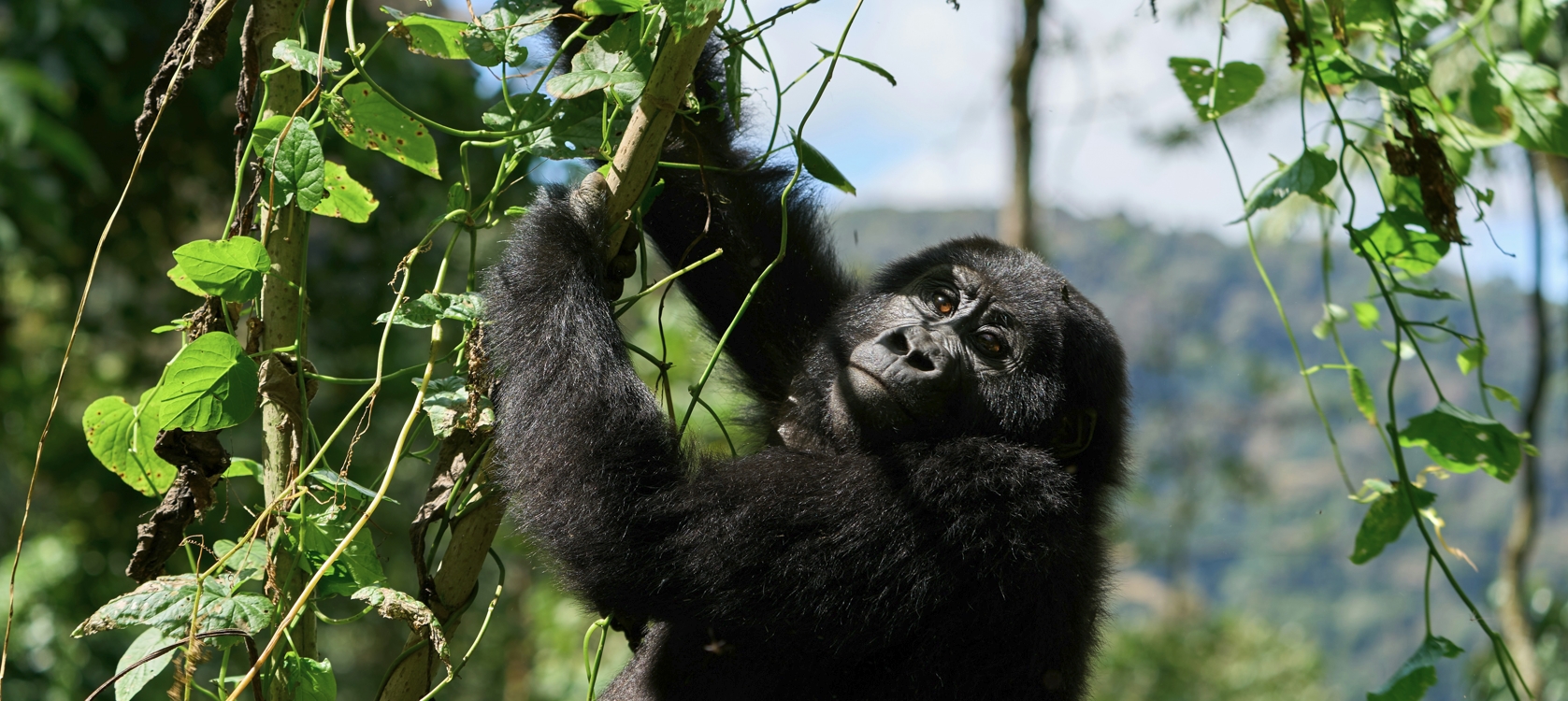 7-Day Experience Highlights of Rwanda