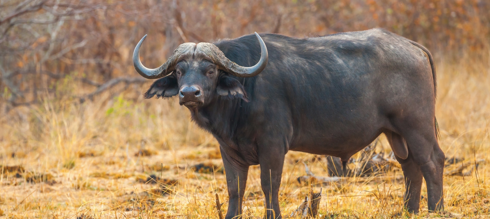 8-Day Customizable Primates & Wildlife Safari