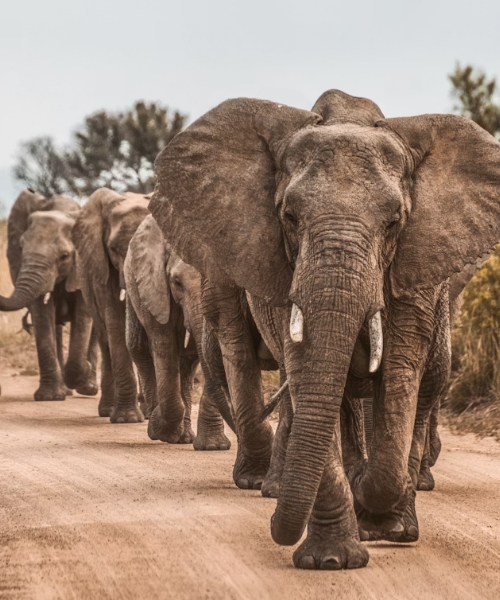 8-Day Customizable Primates & Wildlife Safari