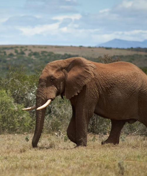 8-Day Gorilla, Chimpanzee & Climbing Lions Safari