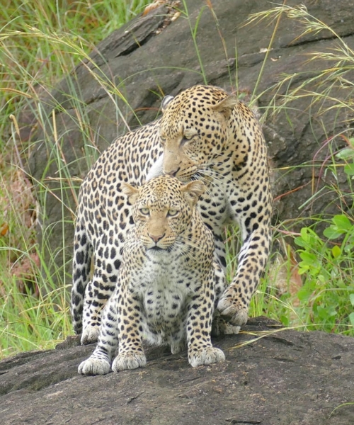8 Day Rwanda Gorillas, Chimps and Wildlife Safari Tour