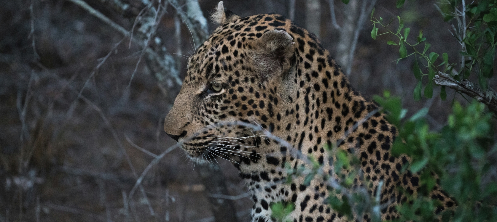 8 Day Rwanda Gorillas, Chimps and Wildlife Safari Tour