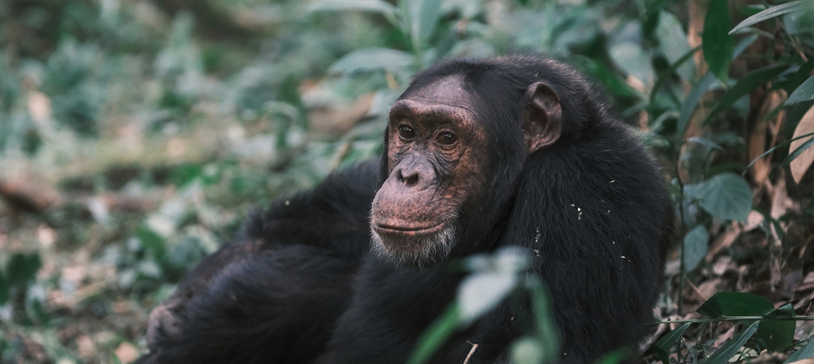 A Personalized Journey Through Uganda's Wild Heart