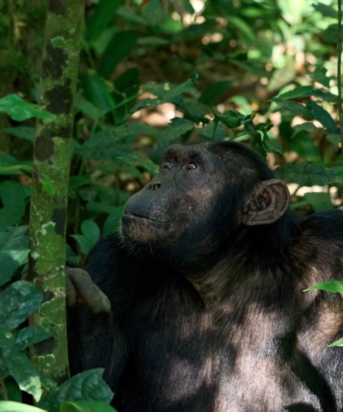 Affordable Gorilla, Chimpanzee & Wildlife Encounters