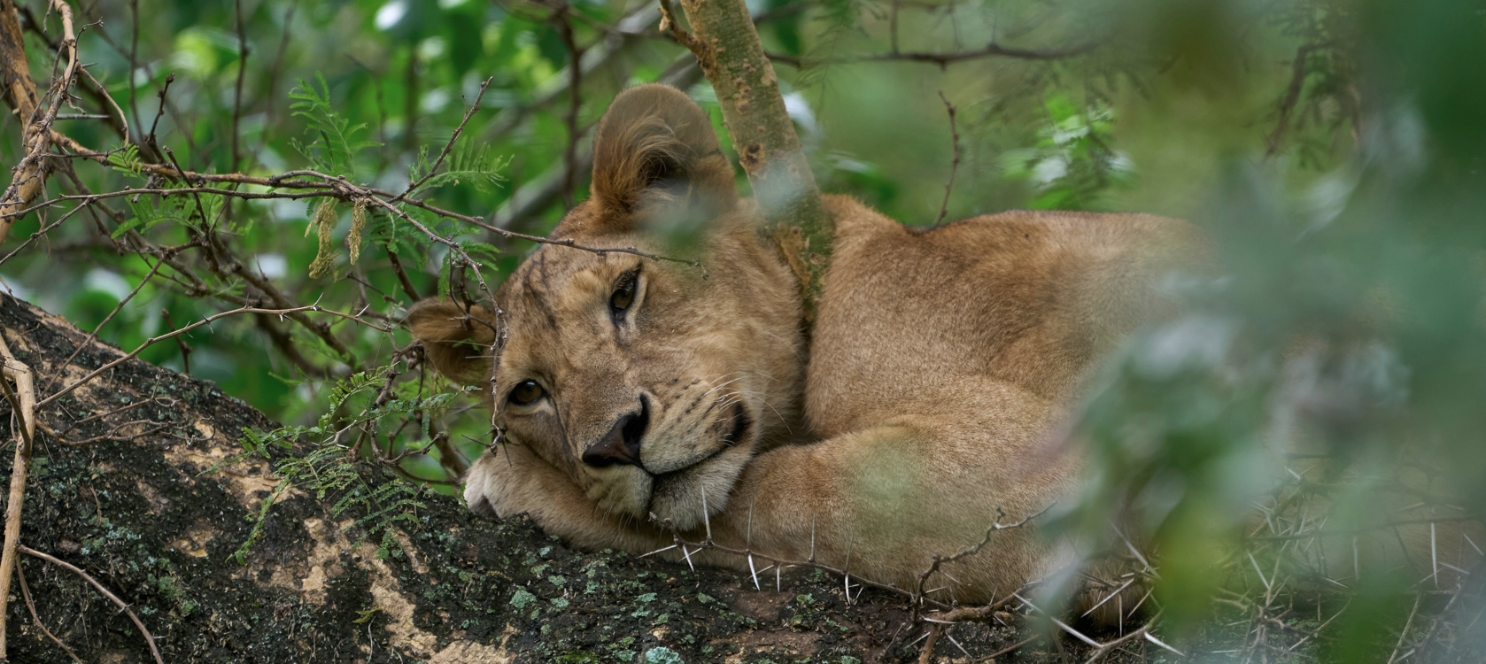 Affordable Gorilla, Chimpanzee & Wildlife Encounters