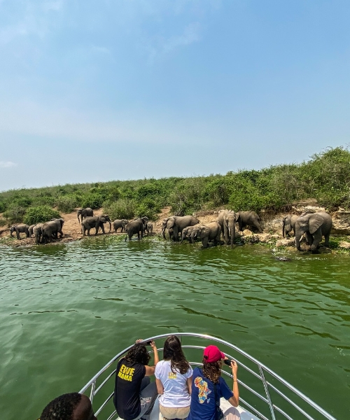 3-Day Queen Elizabeth National Park Wildlife The Big 4