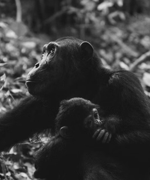7-Day Customizable Gorilla, Chimpanzee & Wildlife Safari
