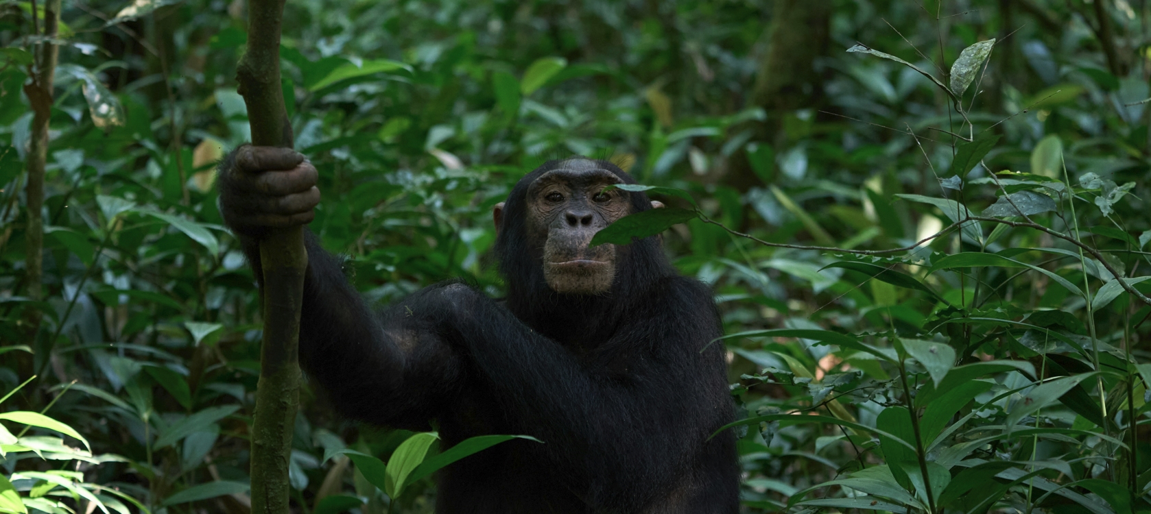3-Day Chimpanzees Tracking in Nyungwe Forest