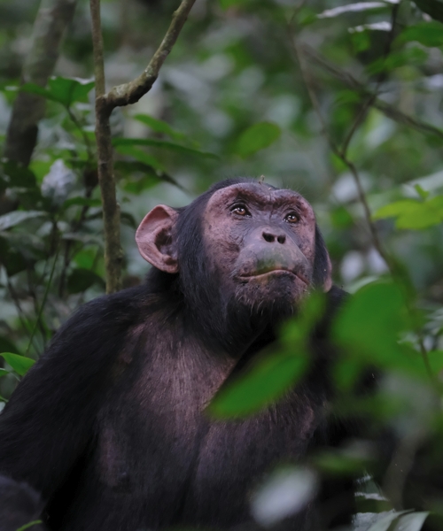 3-Day Chimpanzees Tracking in Nyungwe Forest