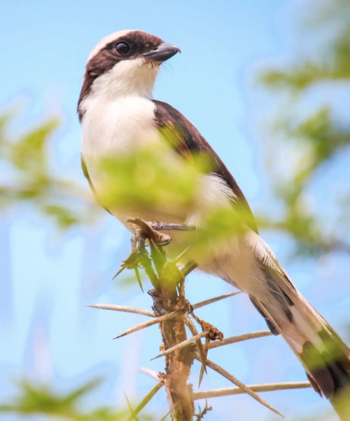 Complete Birding Safari Through Uganda's Finest Ecosystems.