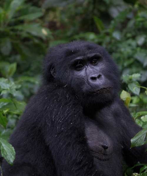 13 Day Uganda's Best Primates Wildlife & Culture Safari