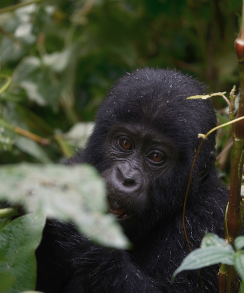 Discover the Best of Uganda and Rwanda in One Unforgettable Journey