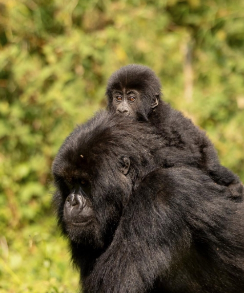 3-Day Mountain Gorilla Tracking Safari via Entebbe Uganda