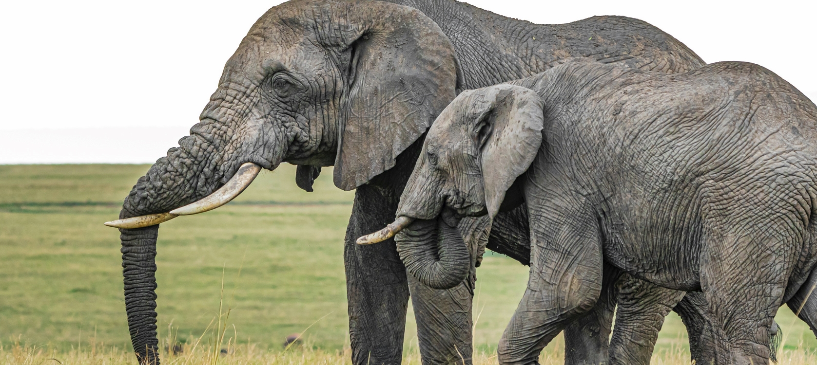3-Day Queen Elizabeth National Park Wildlife The Big 4