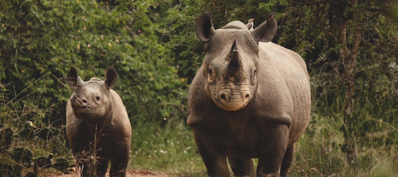 Explore the Heart of Africa's Land of a Thousand Hills