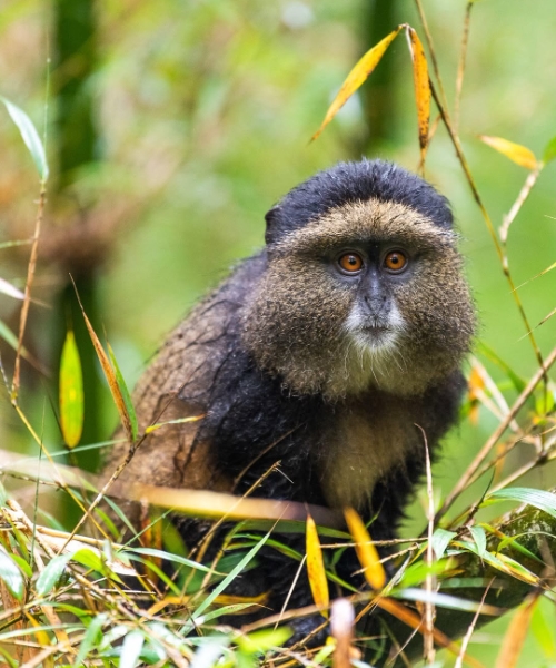 Explore the Heart of Africa's Land of a Thousand Hills
