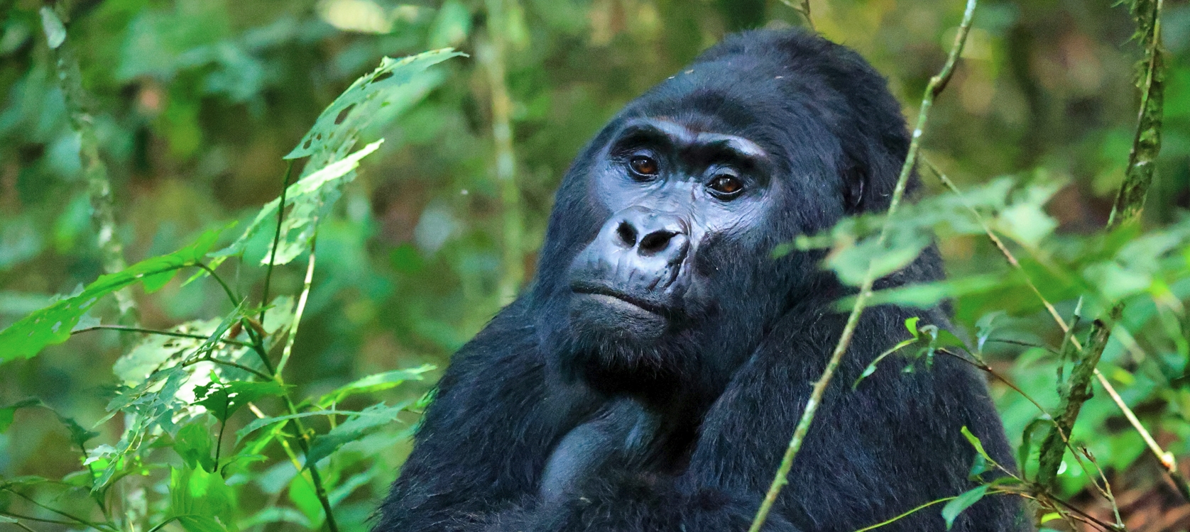 12-Day best of Uganda Rwanda safari