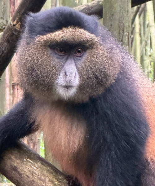3-Day Rwanda Mountain Gorillas and Golden Monkeys safari