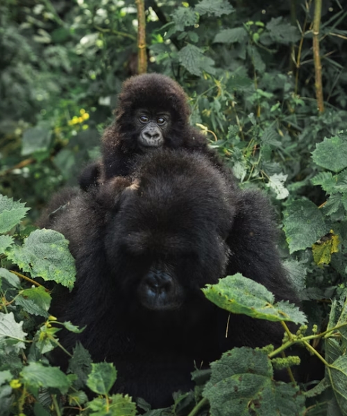 5 Day Rwanda Gorillas Golden monkey & Lake Kivu safari