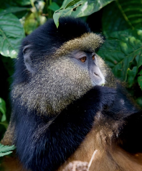 Gorilla Trekking Big Game Safaris Chimpanzee Tracking and Scenic Landscapes Across Rwanda