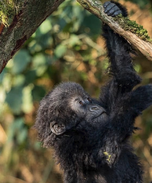 Journey into the Wild, Meet the Mountain Gorillas